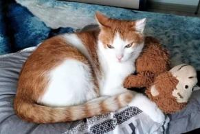 Alerta de Desaparición Gato cruce Macho , 10 años Saint-Laurent-sur-Mer Francia