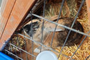 Alerta de Hallazgo Conejo Desconocido Yverdon-les-Bains Suiza