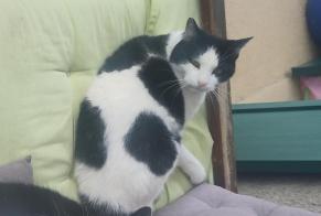 Alerta de Desaparición Gato Macho , 12 años Morges Suiza