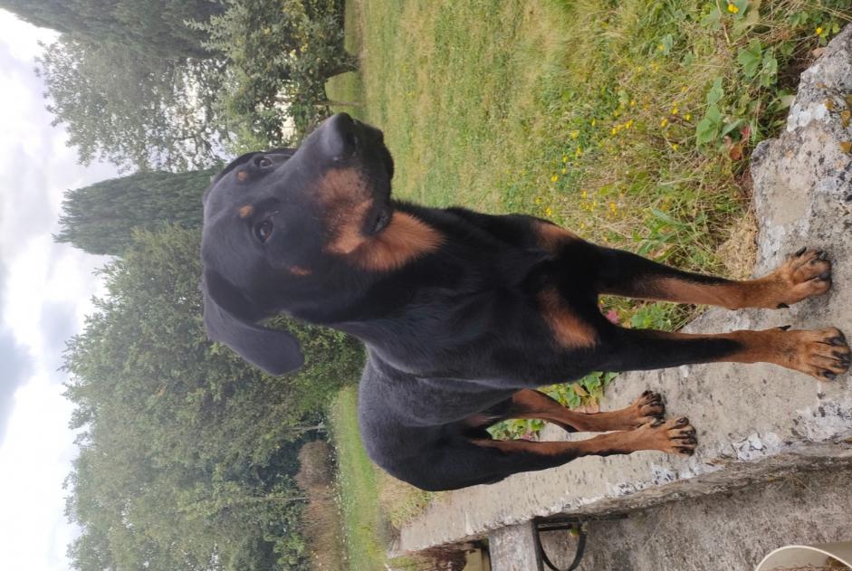 Alerta de Desaparición Perro  Macho , 4 años Melun Francia