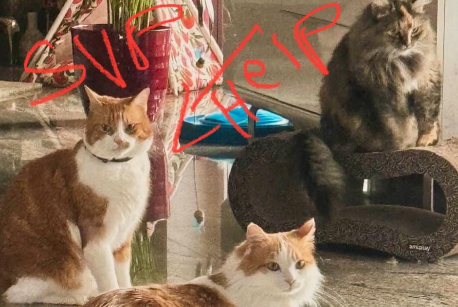 Alerta de Desaparición Gato cruce Macho , 9 años Lausanne Suiza