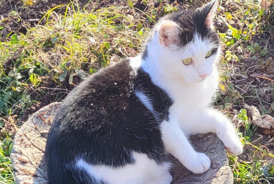 Alerta de Desaparición Gato Hembra , 3 años Blonay - Saint-Légier Suiza