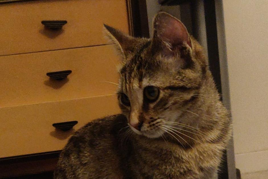 Alerta de Desaparición Gato  Hembra , 0 años Saint-Prex Suiza