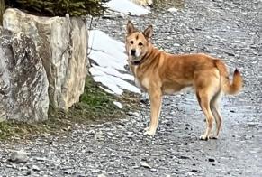 Alerta de Hallazgo Perro Desconocido Ayent Suiza