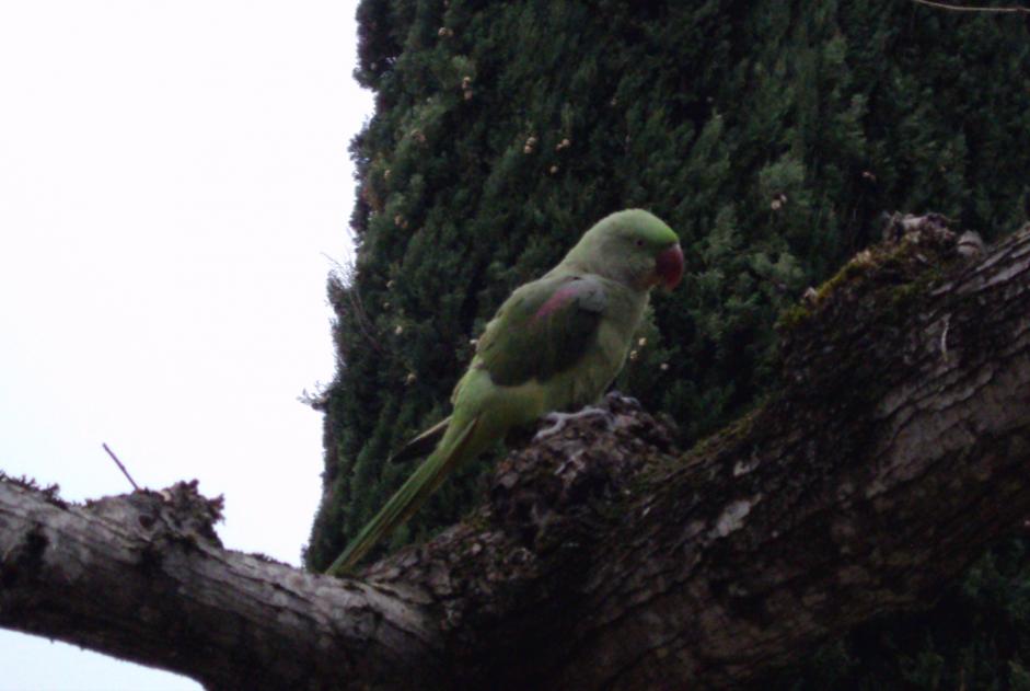 Alerta de Desaparición Pájaro Hembra , 2025 años Mons Francia