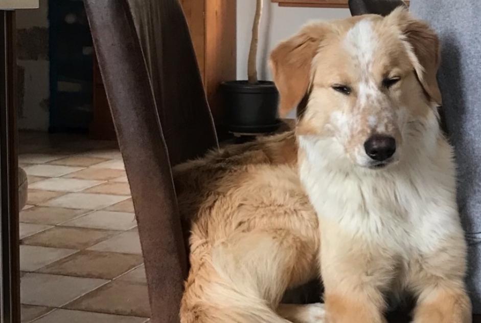 Alerta de Desaparición Perro cruce Hembra , 0 años Saint-Agrève Francia