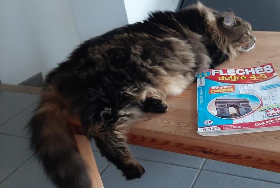 Alerta de Desaparición Gato  Hembra , 5 años Bourg-Saint-Andéol Francia