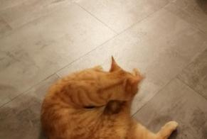 Alerta de Hallazgo Gato cruce Macho Aiffres Francia