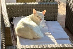 Alerta de Desaparición Gato  Macho , 6 años Aubagne Francia