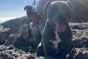 Alerta de Desaparición Perro  Macho , 7 años Brot-Plamboz Suiza