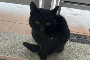 Alerta de Hallazgo Gato Desconocido Anniviers Suiza