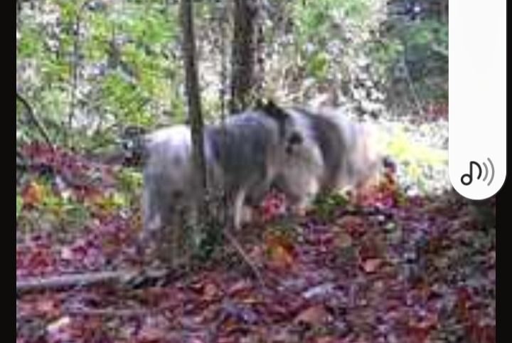 Alerta de Hallazgo Perro Desconocido Le Breuil-en-Bessin Francia