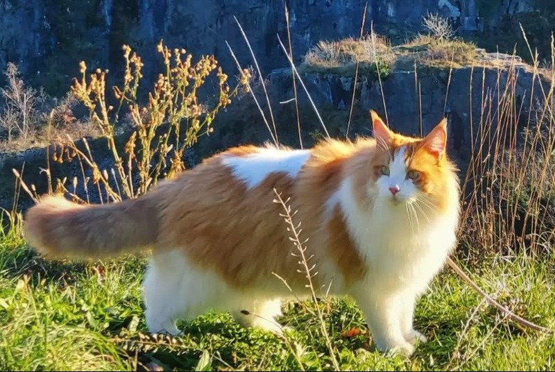 Alerta de Desaparición Gato  Macho , 5 años Bex Suiza