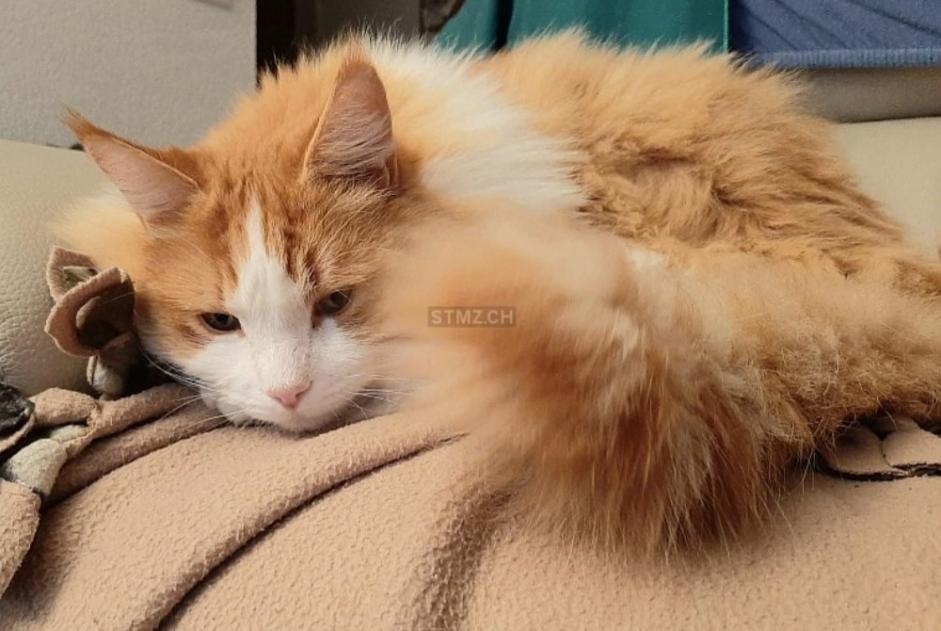 Alerta de Desaparición Gato  Macho , 5 años Bex Suiza