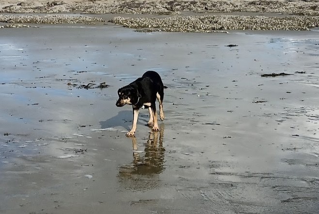 Alerta de Desaparición Perro cruce Macho , 4 años La Bazouge-de-Chéméré Francia