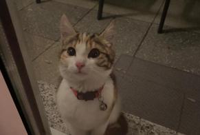 Alerta de Hallazgo Gato  Hembra Sâles Suiza