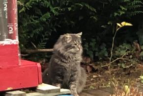 Alerta de Hallazgo Gato Desconocido Senneçay Francia