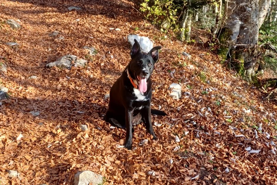 Alerta de Desaparición Perro cruce Macho , 5 años Curienne Francia