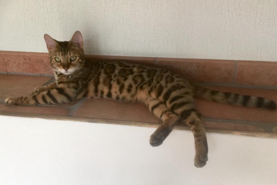 Alerta de Desaparición Gato  Hembra , 5 años Rue Suiza