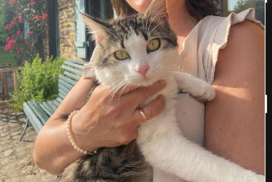 Alerta de Desaparición Gato cruce Macho , 3 años Ploubazlanec Francia