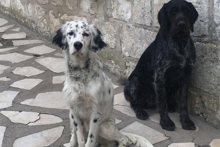 Alerta de Desaparición Perro  Hembra , 8 años Huismes Francia