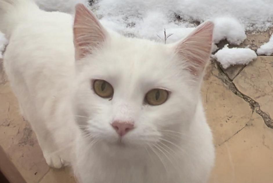 Alerta de Desaparición Gato  Hembra , 6 años Menthonnex-en-Bornes Francia