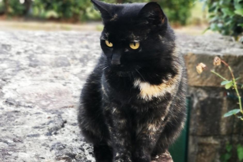 Alerta de Desaparición Gato Hembra , 15 años Inzinzac-Lochrist Francia