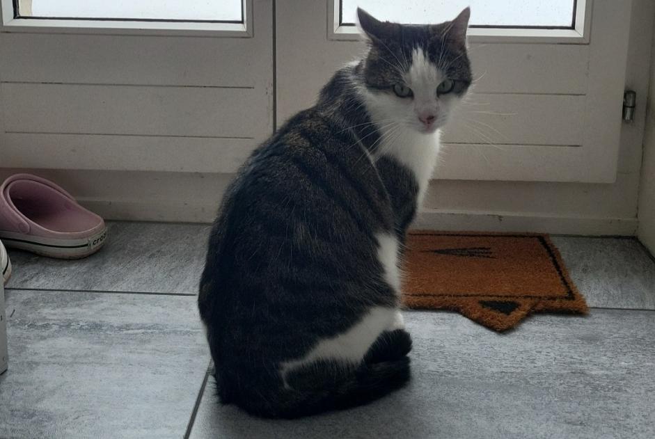 Alerta de Desaparición Gato Macho , 3 años Val-de-Ruz Suiza