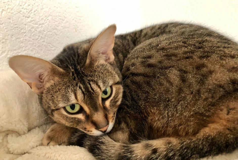 Alerta de Desaparición Gato  Hembra , 5 años Veyrier Suiza