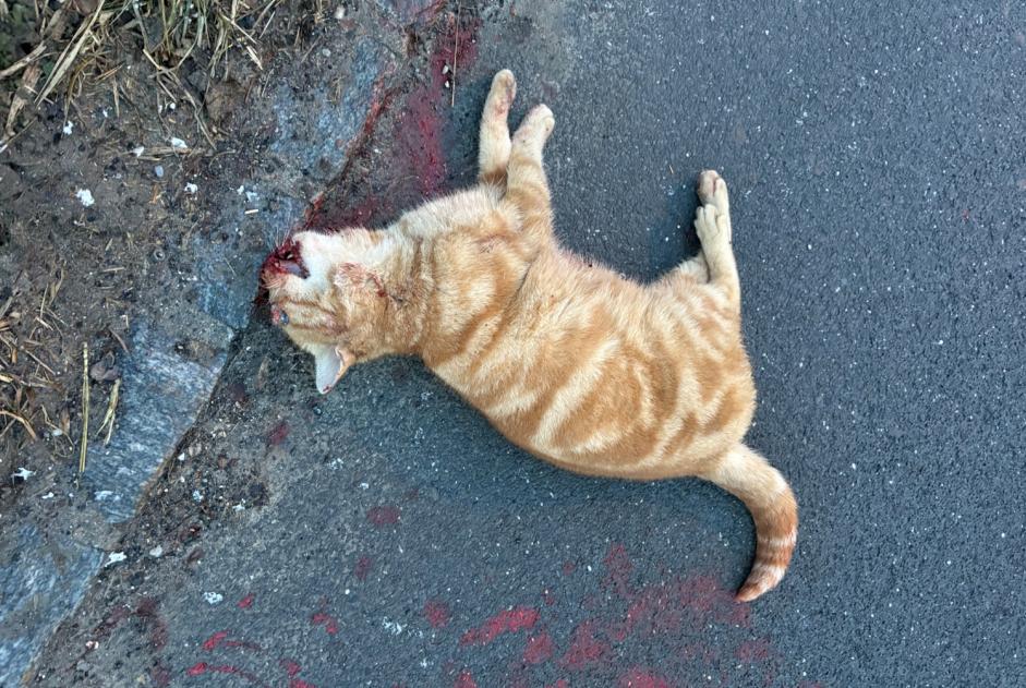 Alerta de Hallazgo Gato Desconocido Ependes Suiza