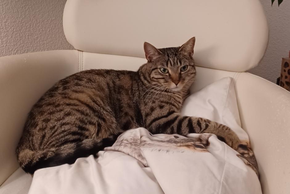 Alerta de Desaparición Gato Macho , 4 años Fribourg Suiza