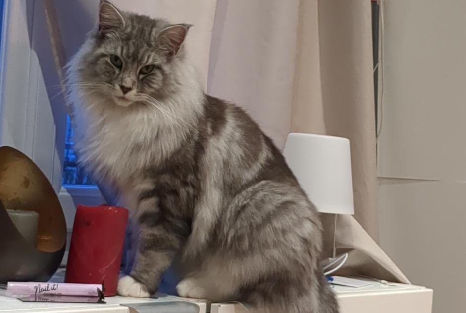 Alerta de Desaparición Gato cruce Macho , 3 años Sucy-en-Brie Francia