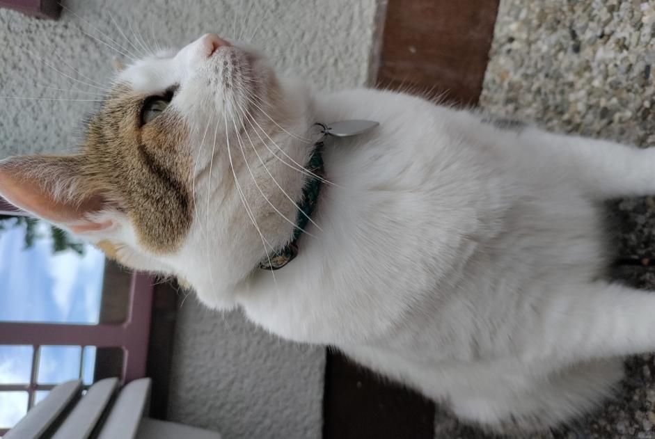 Alerta de Desaparición Gato Hembra , 6 años Vernier Suiza