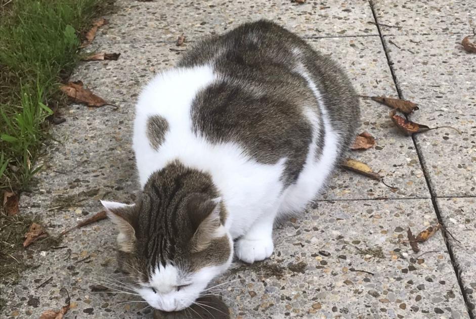 Alerta de Desaparición Gato Hembra , 6 años Vernier Suiza