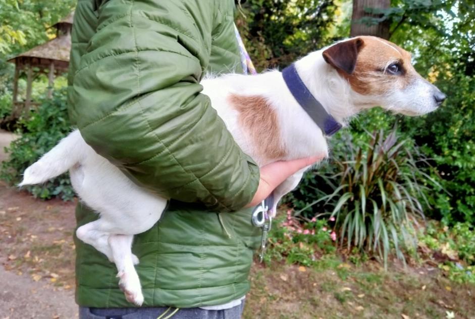 Alerta de Desaparición Perro  Hembra , 12 años Perles-et-Castelet Francia