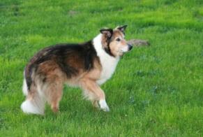 Alerta de Desaparición Perro cruce Hembra , 15 años Colombier Francia