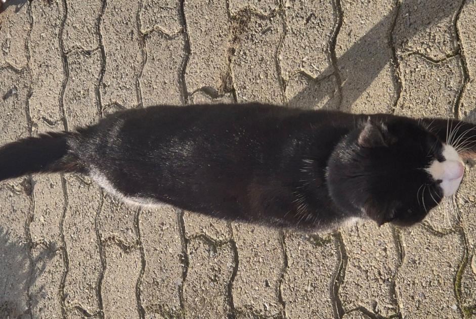 Alerta de Hallazgo Gato Desconocido Yverdon-les-Bains Suiza