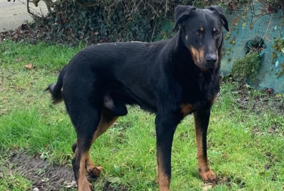 Alerta de Hallazgo Perro  Macho , 4 años Pleslin-Trigavou Francia