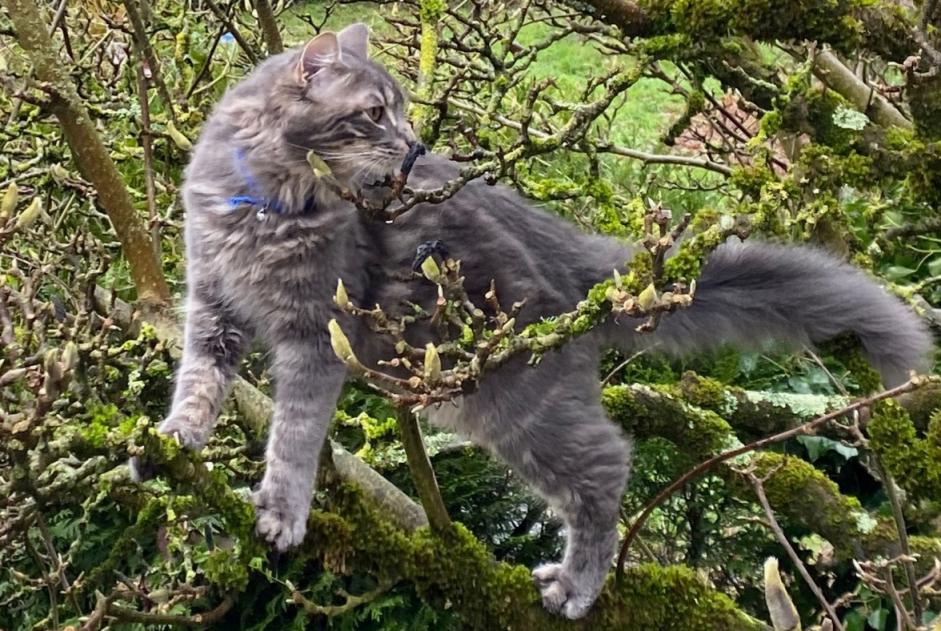 Alerta de Desaparición Gato cruce Macho , 1 años Nantes Francia