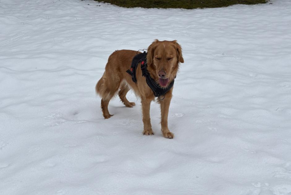 Alerta de Desaparición Perro  Hembra , 5 años L'Abbaye Suiza