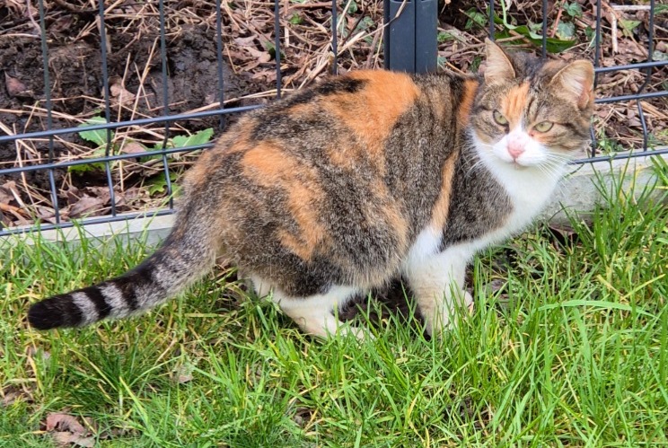 Alerta de Hallazgo Gato Desconocido Kervignac Francia