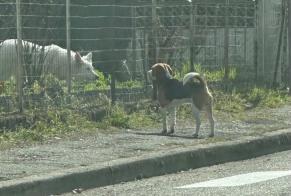 Alerta de Hallazgo Perro  Desconocido Bergerac Francia