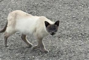 Alerta de Hallazgo Gato  Desconocido Le Mouret Suiza