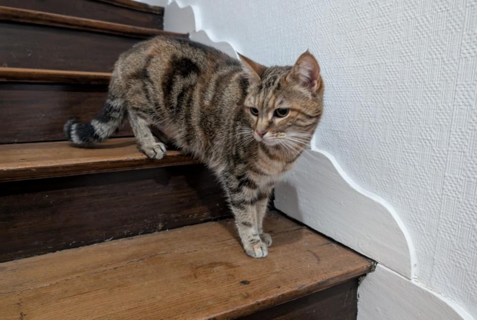 Alerta de Hallazgo Gato Desconocido Saintes Francia