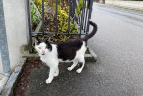 Alerta de Hallazgo Gato Desconocido Nyon Suiza