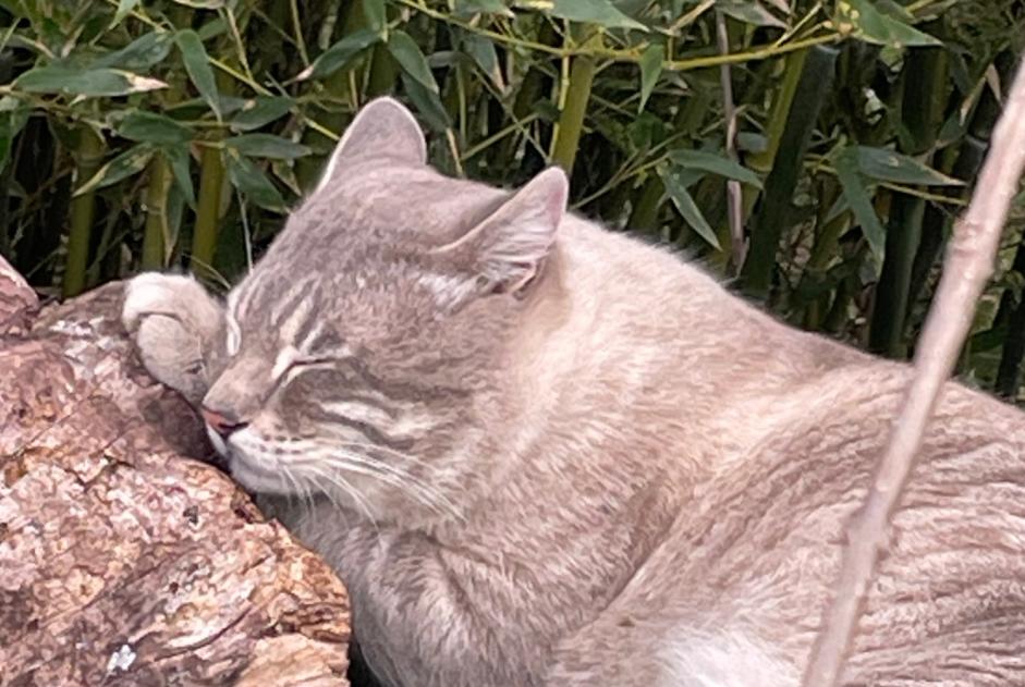 Alerta de Desaparición Gato cruce Macho , 4 años Pierrefeu-du-Var Francia