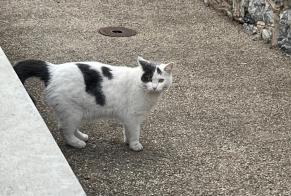 Alerta de Hallazgo Gato Desconocido Sion Suiza