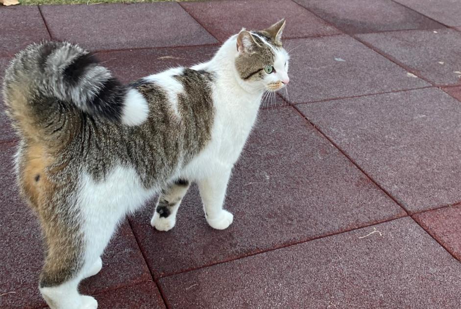 Alerta de Desaparición Gato Macho , 3 años Saillon Suiza