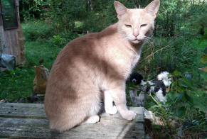 Alerta de Desaparición Gato cruce Macho , 5 años Beaulieu-Sous-Parthenay Francia