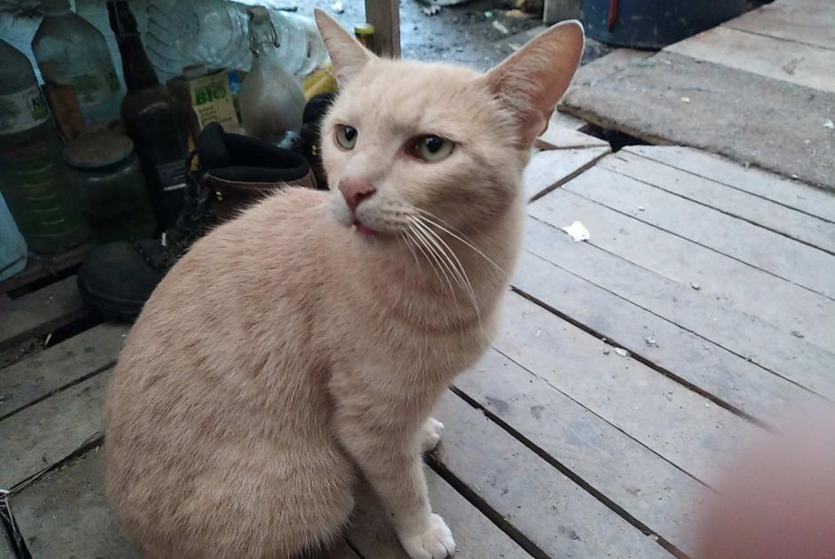 Alerta de Desaparición Gato cruce Macho , 5 años Beaulieu-Sous-Parthenay Francia